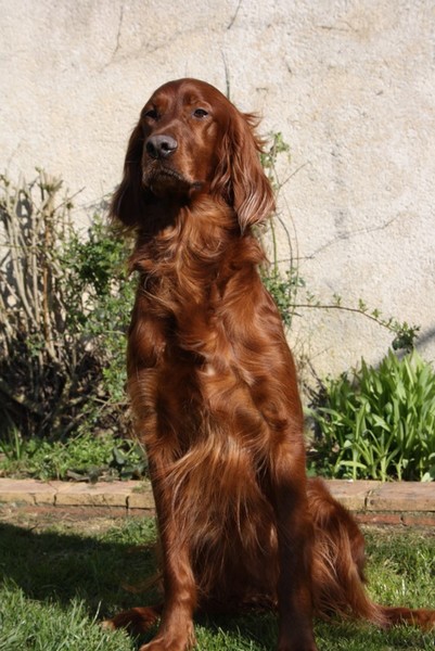 CH. Birdy du Jardin de Malestroit