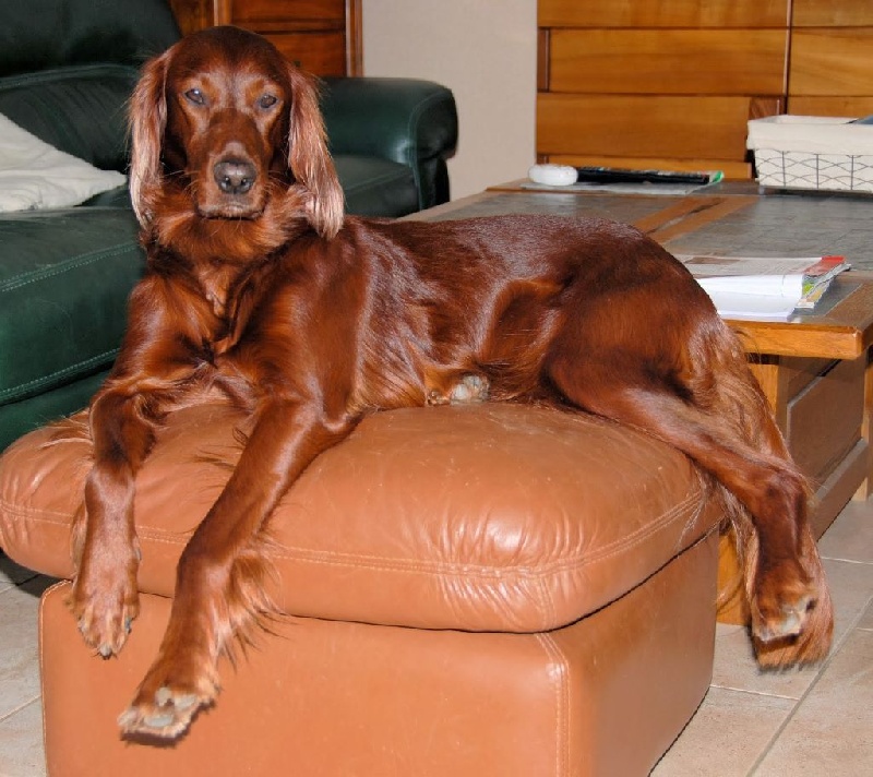 Les chiens nés chez nous