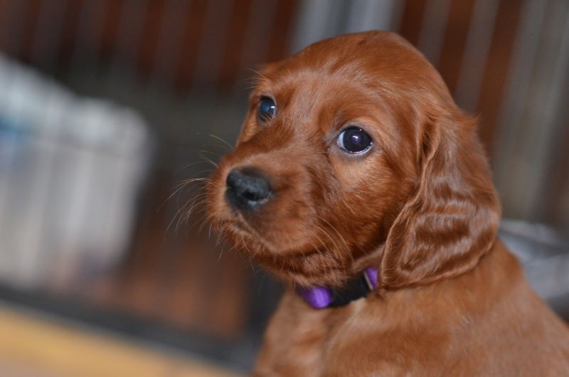 Nos chiots
